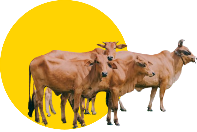 cows
